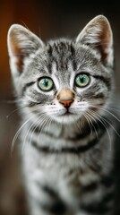 Fototapeta premium adorable kitten looking straight at camera, shallow depth of field, ultra detailed fur, clean background