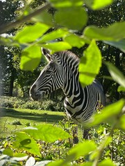 zebra in park