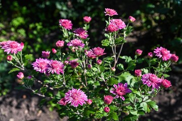 Obraz premium Pink Chrysanthemum Silver Boat blooming under bright sunlight with detailed petals and fresh green foliage captured in a clear outdoor garden view.
