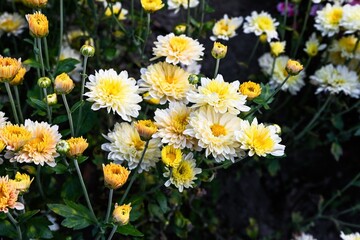 Cream Chrysanthemum Kremovaya in bloom. Soft yellow and white petals creating a gentle autumn floral composition in natural light.