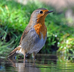 a beautiful robin perched 