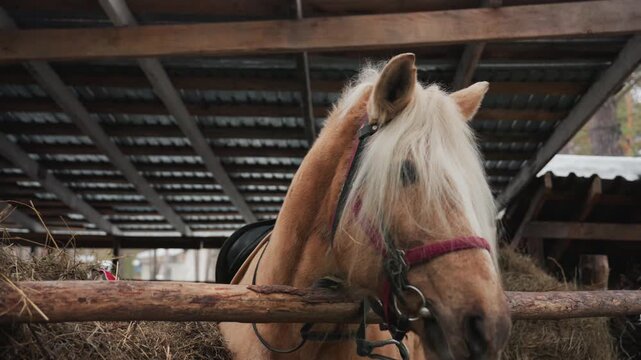 pony grazing shelter, cozy winter stable with pony and hay, shaggymane palomino foal in rustic shelter environment, narrow frontal view of lighthaired pony eating hay indoors during winter season