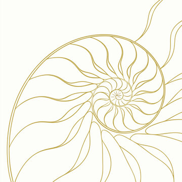 Golden line drawing of a nautilus shell cross-section on a cream background seashell spiral
