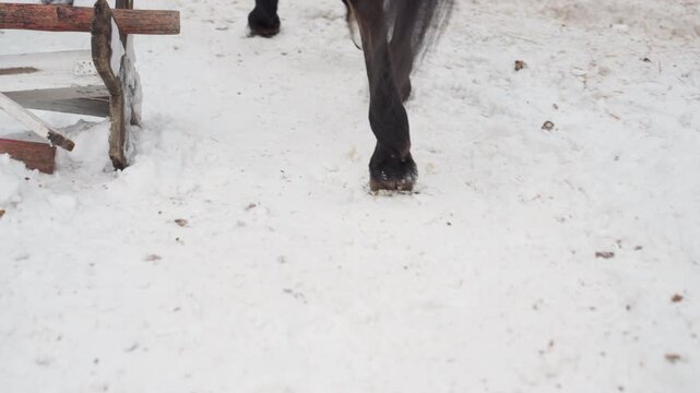 equine footprints inscribe snow, horses leave unique snowy imprints, winter horse tracks leave distinct snow patterns, resilient horses stamp unique footprints into frosty winter snow surfaces