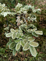 Young hoarfrost covers delicate green rosehip leaves. First frost.