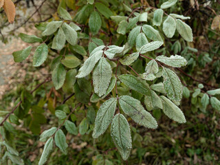 Young hoarfrost covers delicate green rosehip leaves. First frost.