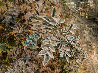 Young hoarfrost covers delicate green rosehip leaves in early morning. First frost.