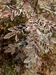 Young hoarfrost covers delicate green rosehip leaves in early morning. First frost.