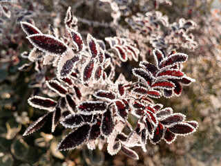 Young hoarfrost covers delicate red rosehip leaves in early morning. First frost.
