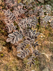 Young hoarfrost covers delicate brown rosehip leaves in early morning. First frost.