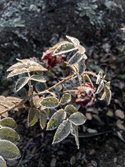 Young hoarfrost covers delicate green rosehip leaves in early morning. First frost.