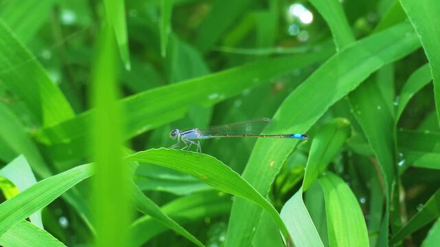 Close-up footage of small insects in grass, showing tiny creatures moving among green plants in a natural outdoor environment.