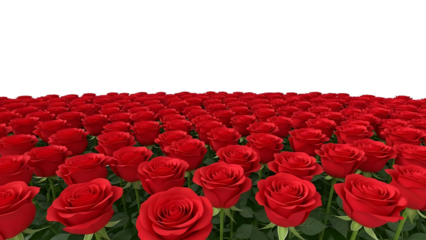 Field of Red Roses isolated on a transparent background field of roses flowers 1 floral