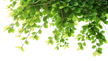 Close up of vibrant green leaves and branches with sunlight filtering through nature 1