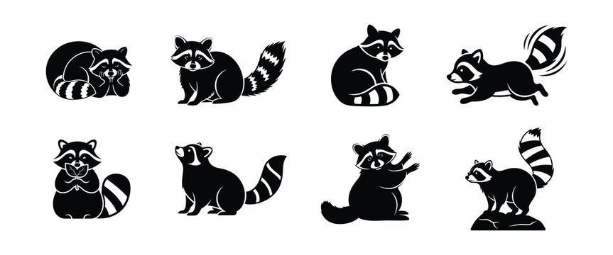 Collection of Raccoon Illustrations in Various Poses and Actions