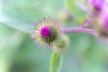 Macro view of a burdock flower bud with sharp bracts and a vivid purple center, isolated against a soft green background, highlighting wild flora, texture, and natural detail