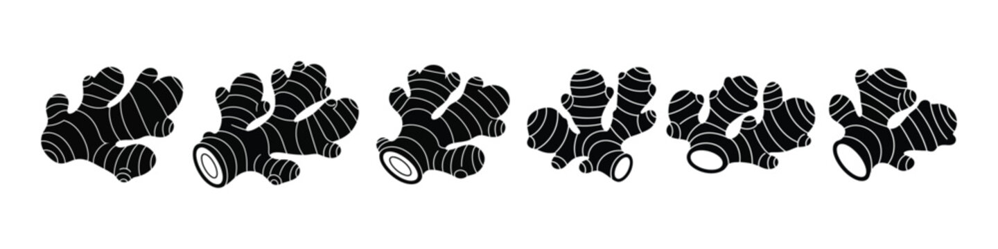 Ginger Root Illustration Set in a Row Isolated on White Background