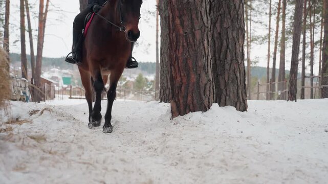 equestrian advancing through winter woodland, rider leading steed across snowy forest opening towards enclosure, person directing horse through frosty pine grove heading for paddock entrance