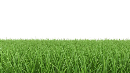Obraz premium Green grass blades isolated on a transparent background lawn turf 1