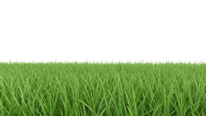 Green grass blades isolated on a transparent background lawn turf 1