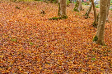 カラフルなモミジの紅葉の落ち葉が敷き詰められた古いお寺の境内の情景