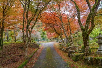 苔むした古いお寺の参道とカラフルなモミジの紅葉のコラボ情景