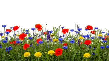 Colorful flowers including red poppies, blue cornflowers, and yellow dandelions isolated on a transparent background 1