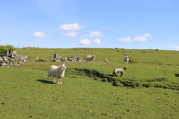 Flock of sheep in a field on a hill with remains of a stone wall in Ardara, County Donegal, Ireland