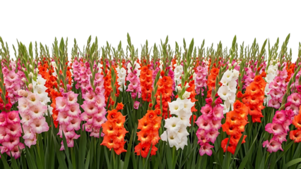 Colorful gladiolus flowers in a field isolated on a transparent background pink 2