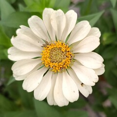 Fototapeta premium Close up of a white Zinnia flower with a small grasshopper on the pollen.