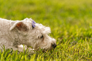 Fototapeta premium White terco dog smelling fresh green grass