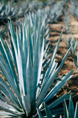 Fototapeta premium Agave fields
