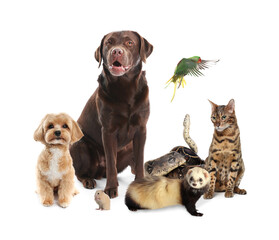 Group of animals isolated on white. Pet