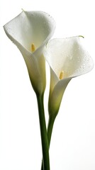 Pair Of White Calla Lilies Isolated