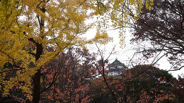 銀杏の色づいた秋の和歌山城 （和歌山県和歌山市, 2025年12月）