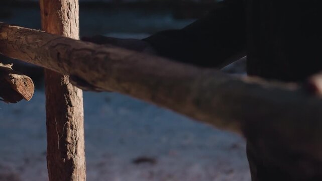 exact manual installation, skilled worker precisely secures wooden fencing components in rural environment, detailed examination shows expert attaching wooden rail to post in farmyard scene
