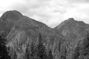 Fototapeta premium Forested mountains near Big Four Ice Caves in Washington, showing dense evergreen trees, green slopes, and cloudy skies in the Cascade Mountains.