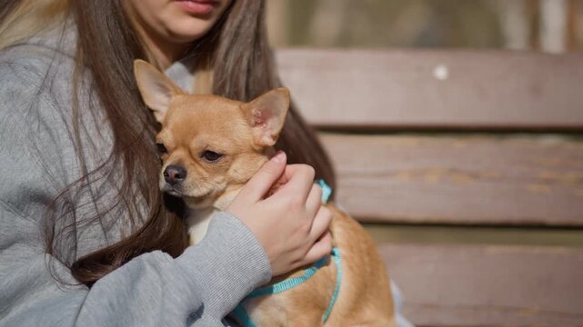 youth calms dog, teenager soothes tiny dog on park bench, young individual gently reassures small dog outdoors, teenage girl with long gray hair supports her tiny pet on sunny park bench