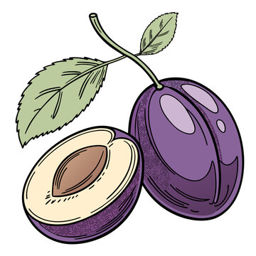 zwetschge with leaves