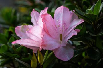 Beautiful flowers in Ho Chi Minh City Park, Vietnam