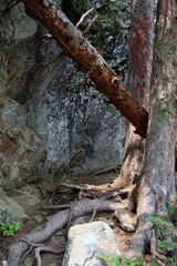Obraz premium A challenging forest path showing thick tree roots and a fallen log resting against two vertical trunks. The rugged, mossy rock face speaks to adventures in nature.
