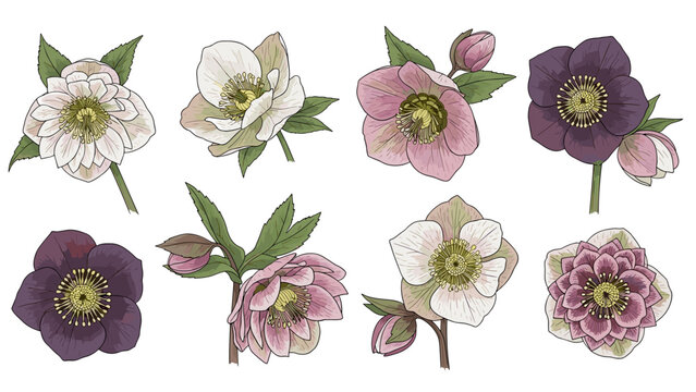 Set of hand drawn hellebore flowers