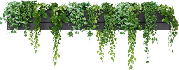 Decorative Vertical Green Plants on transparent Background © Raihan