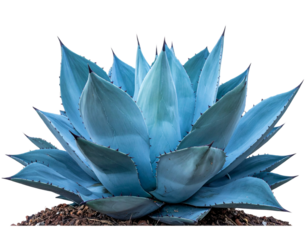 Firefly_Blue human eye ball isolated on transparent background - Firefly_Blue agave plant on transparent background 