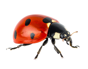 Firefly_Blue human eye ball isolated on transparent background - Firefly_Butter crab legs in plate isolated on transparent background