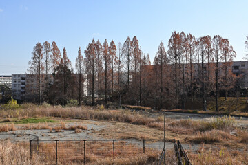 千里ニュータウン古江台（大阪府吹田市）の府営千里古江台住宅とメタセコイアの並木道