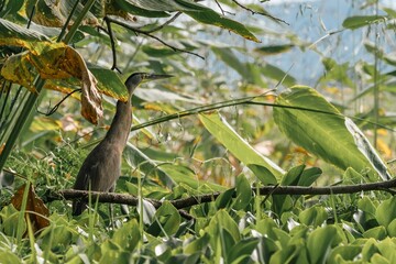 Wide shot of a Bare-throated Tiger Heron camouflaged among dense tropical vegetation.
