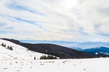 Stunning panoramic view of snow-covered Carpathians mountain landscape, dense evergreen forests and distant peaks under cloudy sky. Pristine, snowy slope with undulations and scattered pine trees