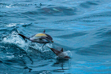 dolphin jumping in water © Inna