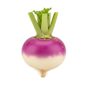 Whole Turnip Vegetable Displayed Clearly
